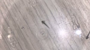 Уход за икрой аксолотлей
