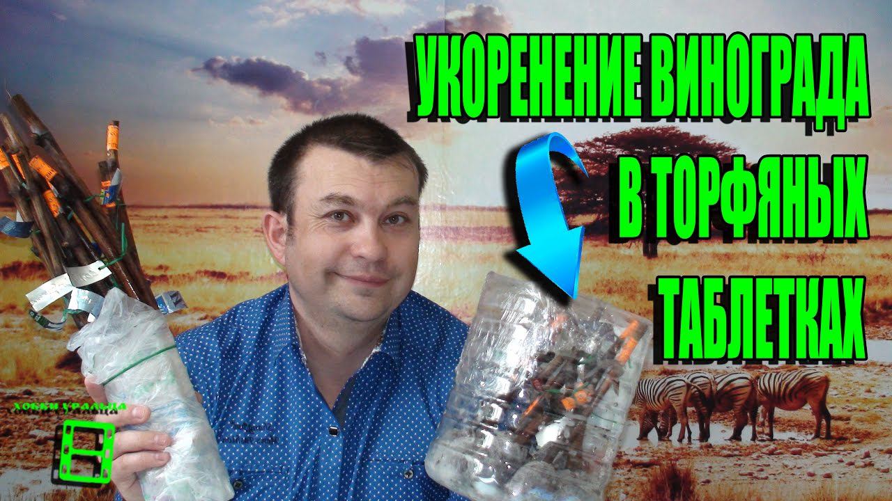 УКОРЕНЕНИЕ ЧЕРЕНКОВ ВИНОГРАДА. ЭКСПЕРИМЕНТ С ТОРФЯНЫМИ ТАБЛЕТКАМИ ЧАСТЬ 1. СЕВЕРНЫЙ ВИНОГРАДНИК смотреть онлайн