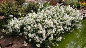 Арабис в саду. Белоснежный ковёр из ароматных цветов!!!