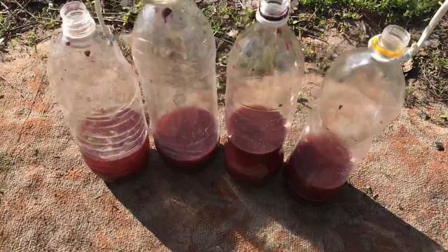 Бизнес на пчёлах. Обустройство пасеки. Ловушки от ос и водопой для пчёл смотреть онлайн