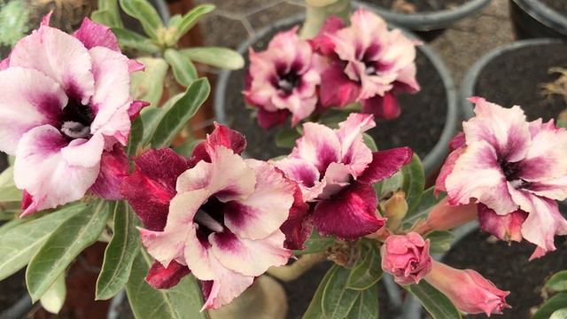 Adenium Obesum-Rosa do Deserto MORI смотреть онлайн