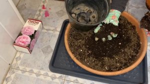 КУПИЛИ ПИОН как правильно сохранить до посадки в грунт.