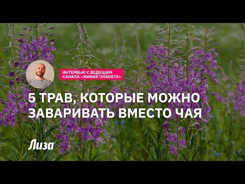 Травы, которые можно заваривать вместо чая смотреть онлайн
