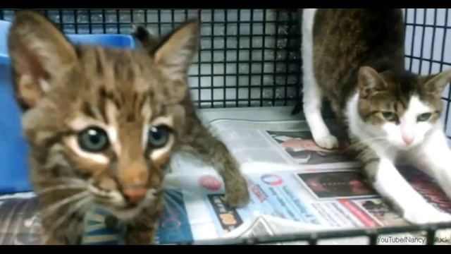 простая домашняя кошка спасла жизнь хищному животному