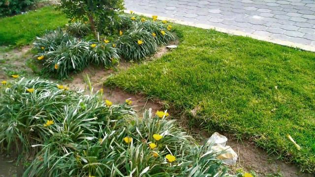 MIREN ESTOS HERMOSOS GERANIOS💁🏻♀️🌹😍 #jardineria