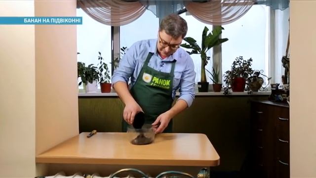 Как вырастить экзотические фрукты на своем подоконнике | Ранок з Україною смотреть онлайн