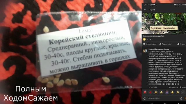 9. ОБЗОР СЕМЯН ОТ КОЛЛЕКЦИОНЕРОВ БАЛАШОВЫХ// КИСТЕВЫЕ ТОМАТЫ//ЖЕЛТЫЕ ТОМАТЫ//ОГУРЦЫ//ПЕРЕЦ//БАКЛАЖА смотреть онлайн