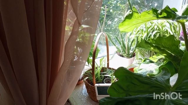 ?Новинки этого лета/скоро своп в Калининграде?/что буду переделывать для растений ☀️ смотреть онлайн
