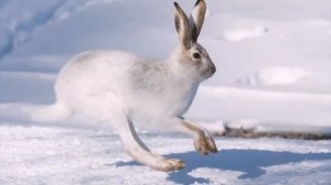 Заяц. Интересно об обитателях полей и лесов. Окружающий мир. Познавательно.