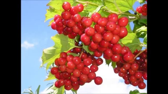 Галина(Растет калина) смотреть онлайн