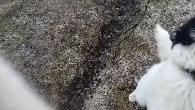 якутская лайка 6 месяцев смотреть онлайн