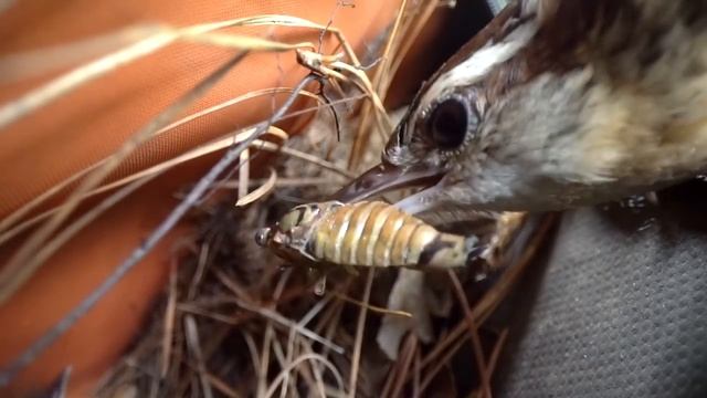 Watching Baby Birds Hatch, grow, and leave the nest. смотреть онлайн