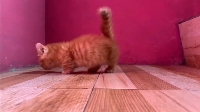 8 popular Munchkin Mixes Cat Breeds | Munchkin Cat Mix смотреть онлайн