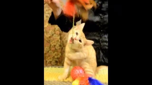 Москва.Котенок Ириска на счастье!! В добрые руки отдам!! смотреть онлайн