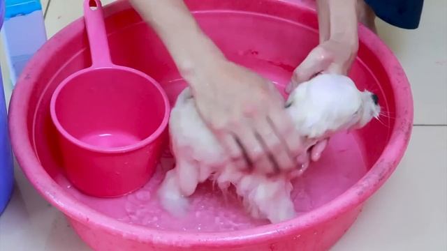 First Cute Pomeranian Puppy Bath | Funny Dogs Puppies | Min Puppy #6 смотреть онлайн