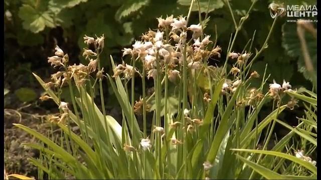 Дачные советы 28.06.18 смотреть онлайн