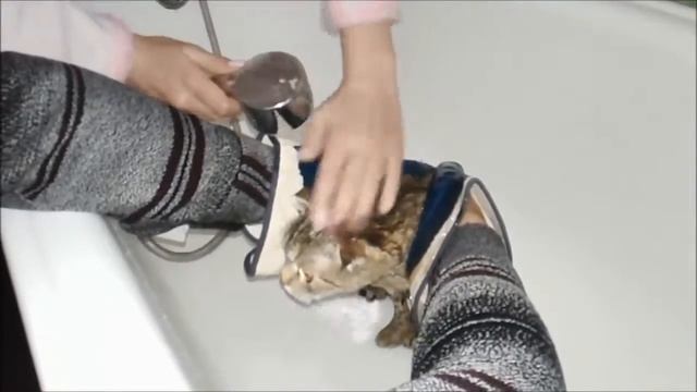Кот в душе. Моем кота cat in the shower смотреть онлайн