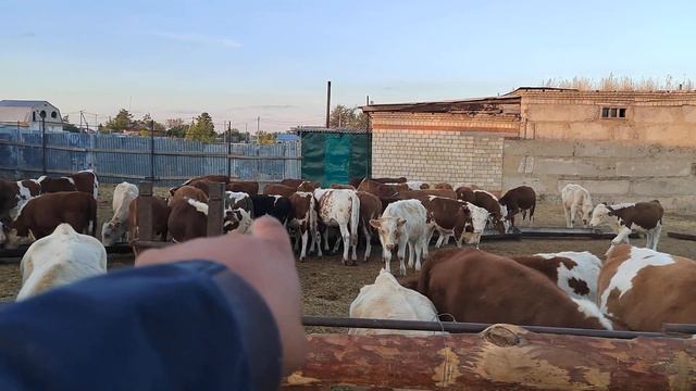 #касобхоиекатеринбург#гатовиса#пагруска#на#таджикистан#отправка#ближаиши#времияа+79220355557 смотреть онлайн