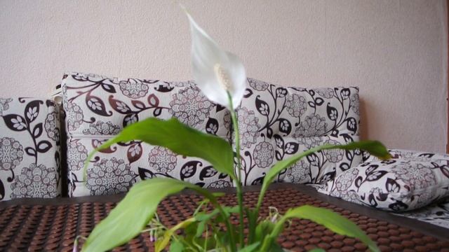 Spathiphyllum Женское счастье смотреть онлайн