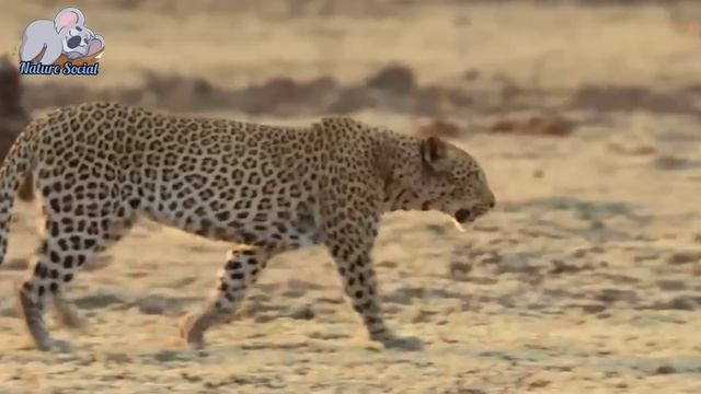 Male leopard kills a young leopard cub смотреть онлайн