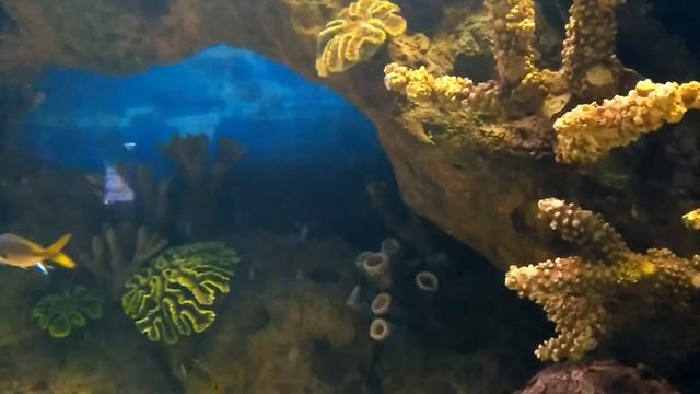Океанариум Адлер Сочи Обзор. Отзывы.Отдых на море с детьми. смотреть онлайн