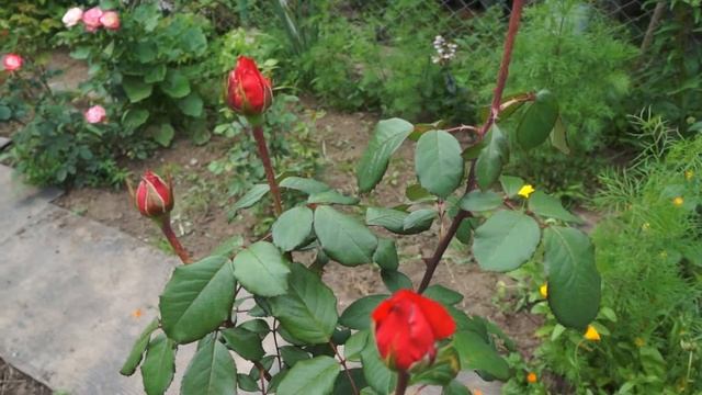 Красные крапчатые розы смотреть онлайн