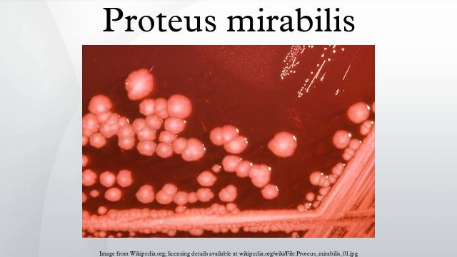 Proteus Mirabilis