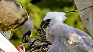 Гарпия: Самая большая хищная птица | Интересные факты про гарпий