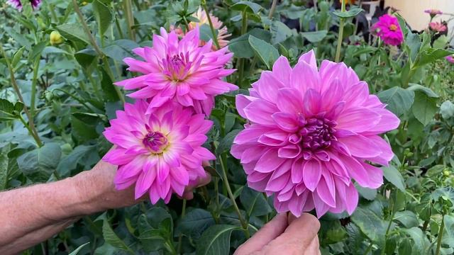 The 2022 Harvesting History Dahlia Collection - Part IC - Dinnerplates смотреть онлайн