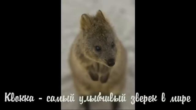Самый заняшенный зверек на свете Квокка австралийский безхвостый кенгуру смотреть онлайн