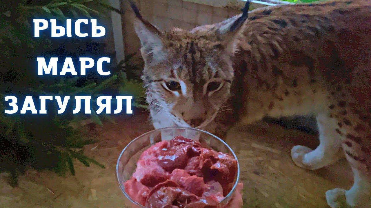 Рысь Марс загулял