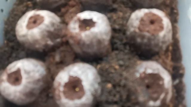 Может Вы узнаете как можно ещё посадить эустому гранулами и своими семенами. смотреть онлайн