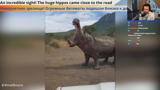 IMAGINE T'AS ÇA CHEZ TOI ? (REACT animaux dangereux) смотреть онлайн