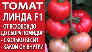Томат Линда F1. От всходов до сбора помидор. Сколько весит помидор, какой он внутри.