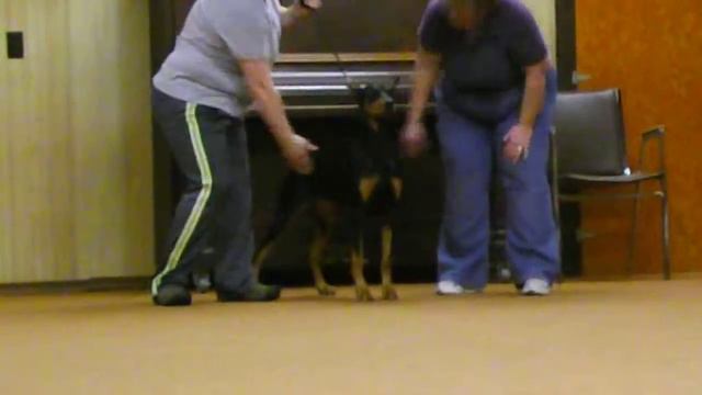 Doberman handling classes смотреть онлайн