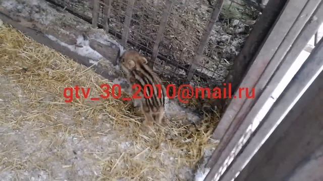 Фантик ушёл от нас. смотреть онлайн