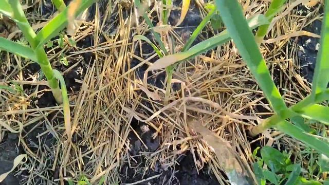 ЖЕЛТЕЕТ чеснок в ИЮЛЕ? Почему? ЧТО делать? ЧЕМ обработать и подкормить? смотреть онлайн