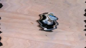 Джили Атлас ТО в домашних условиях (часть 1 - замена масла)