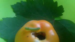 VID_20240903_170516.mp4