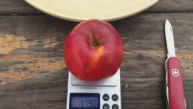 Яблоки иммунные зимние сорта Стори Иноред (apple Story Inored ) и КООП 10. Обзор и дегустация