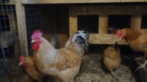 Царскосельские куры. Яйценоскость в октябре. Опять включил инкубатор.