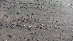 Калининград.Балтийск.Поиск янтаря на берегу моря.Выброс.