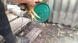 Кто такой куряк? что с ним делать и как его определить? КУРЯК среди моих цыплят!