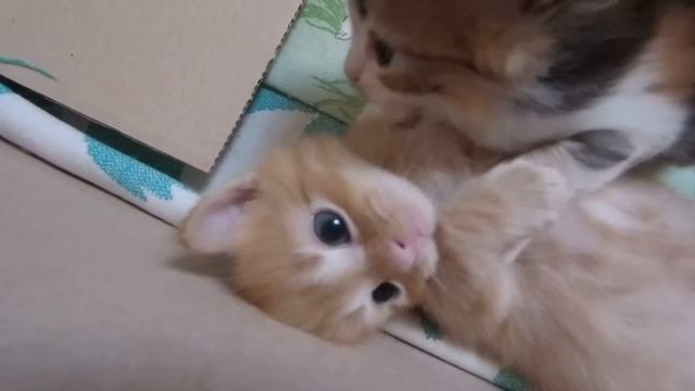 Купили ДОМ НА ХУТОРЕ | ДЕРЕВЕНСКИЕ БУДНИ, ХОЗЯЙСТВО и все, все, все #вдеревне #живунахуторе #хутор смотреть онлайн