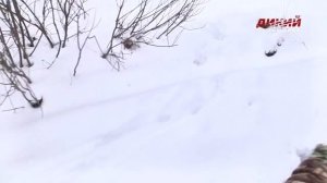 Зимние загоны в Тверской области. Большая загонная охота. Часть 1