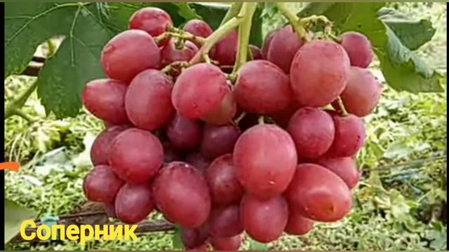 распаковка 2024 чубуки от Д.Ткаченко (виноград Соперник, мускат медов,Цимус,Овал--вишн,Красная роза смотреть онлайн