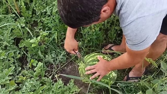 Як знайти що Кавун 100% Стиглий. на що звертати увагу ??? смотреть онлайн