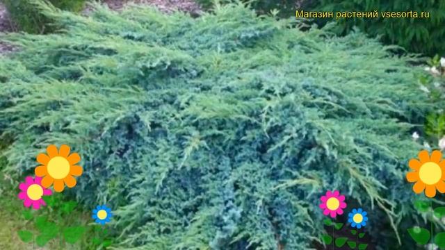 Можжевельник чешуйчатый Блю свид. Краткий обзор, описание Juniperus Squamata Blue Swede