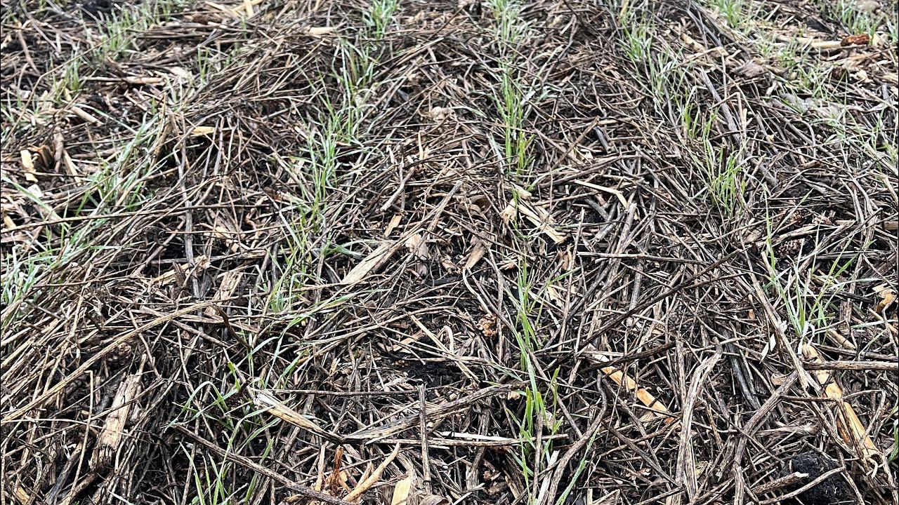 Всходы Horsch Avatar 1225 SD по прямому посеву и сидеральному пару. 28.11.2020 г. смотреть онлайн