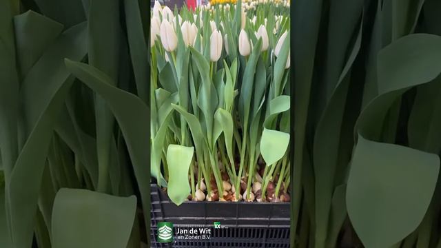 Livestream Tulip Trade Show 2023 - White And Yellow - EN/ES